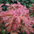 Acer ’Orientalia’: Bild 2/2