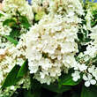 Hydrangea paniculata 'Bobo': Bild 3/7