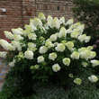 Hydrangea paniculata 'Vanille Fraise': Bild 9/10