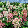 Hydrangea paniculata 'Diamant Rouge': Bild 1/4