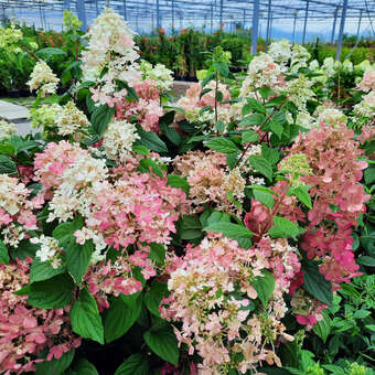 Hydrangea paniculata 'Diamant Rouge'