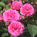 Rose 'Elmshorn' - Moderne Strauchrose