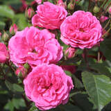 Rose 'Elmshorn' - Moderne Strauchrose