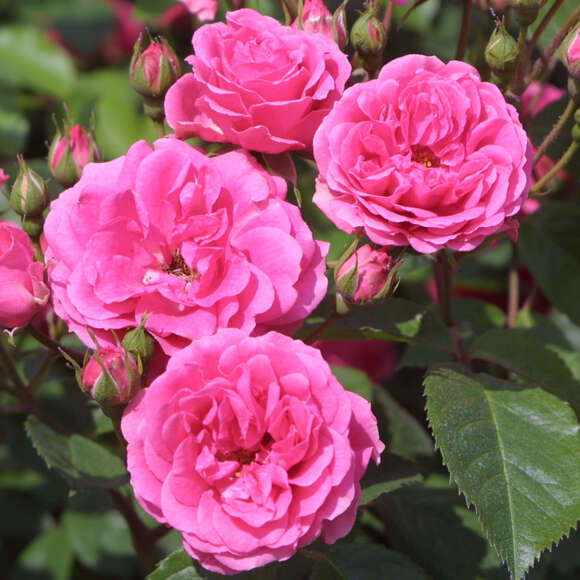 Rose 'Elmshorn': Bild 1/5 Rose 'Elmshorn': Bild 1/5