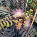 Albizia julibrissin 'Chocolate Fountain' - Roter Hänge-Seidenbaum