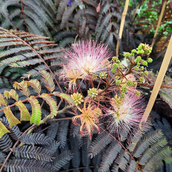 Albizia julibrissin 'Chocolate Fountain'