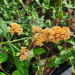 Buddleja weyeriana 'Sungold': Bild 5/5