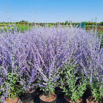 Perovskia atriplicifolia 'Little Spire'