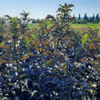 Sambucus nigra 'Black Tower': Bild 3/4