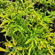 Sambucus nigra 'Golden Tower': Bild 2/2