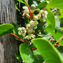 Actinidia arguta 'Prince Jumbo' - Japanische Honigbeere, Kokuwa (männlich)