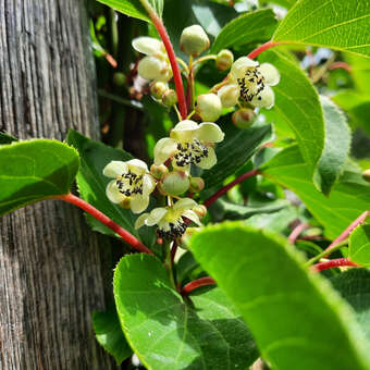 Actinidia arguta 'Prince Jumbo'