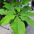 Magnolia tripetala: Bild 2/4