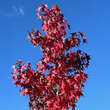 Liquidambar styraciflua 'Worplesdon': Bild 3/8