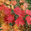 Acer shirasawanum 'Aureum': Bild 6/8