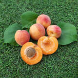 Prunus armeniaca 'Armicol' - Säulenmarille