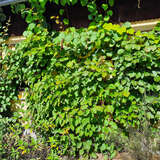 Actinidia deliciosa 'Tomuri' (M) - Kiwi (männlich)