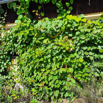 Actinidia deliciosa 'Tomuri'