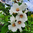 Philadelphus 'Belle Etoile': Bild 1/5