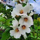 Philadelphus 'Belle Etoile' - Pfeifenstrauch, Falscher Jasmin