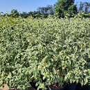 Caryopteris clandonensis 'White Surprise' - Buntlaubige Bartblume