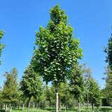 Acer platanoides 'Eurostar' - Europäischer Spitzahorn