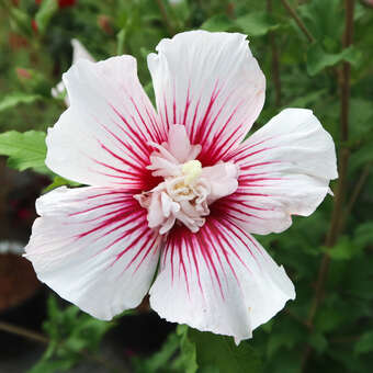 Hibiscus syriacus 'Starbust Chiffon'