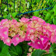 Hydrangea macrophylla 'Masja': Bild 3/4