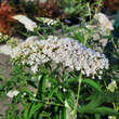 Buddleja davidii 'White Profusion': Bild 2/4