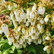 Pieris japonica 'Purity': Bild 1/3