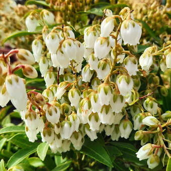 Pieris japonica 'Purity'