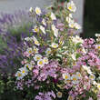 Cistus laurifolius: Bild 2/6