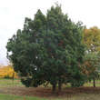 Quercus turneri 'Pseudoturneri': Bild 1/7