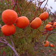 Diospyros kaki 'Vindobona': Bild 6/9