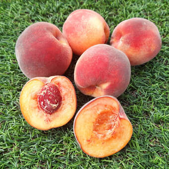 Prunus persica 'Südhaven'