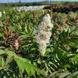Sorbaria sorbifolia 'Sem': Bild 2/7