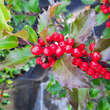 Ilex meserveae 'Blue Princess': Bild 2/3
