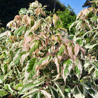 Acer negundo 'Flamingo'