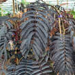 Albizia julibrissin 'Chocolate Fountain': Bild 5/6