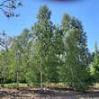 Betula pendula: Bild 1/5
