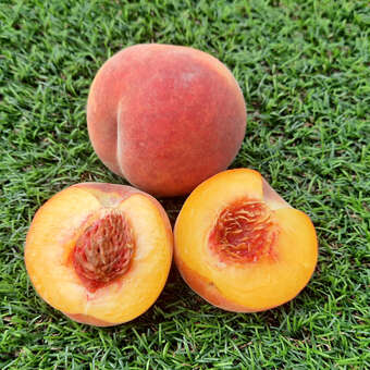 Prunus persica 'Suncrest'