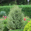 Juniperus communis: Bild 4/5