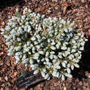 Abies koreana 'Koutout's Icebreaker' - Koreatanne