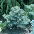 Abies concolor 'Compacta': Bild 3/3