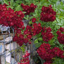 Rose 'Perennial Domino' - Moderne Kletterrose