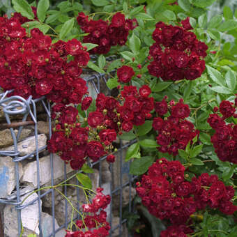 Rose 'Perennial Domino'