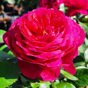 Rose 'André Rieu'