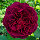 Rose 'Deep Secret' - Moderne Edelrose