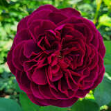Rose 'Deep Secret' - Moderne Edelrose