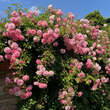 Rose 'Heidekönigin': Bild 14/16